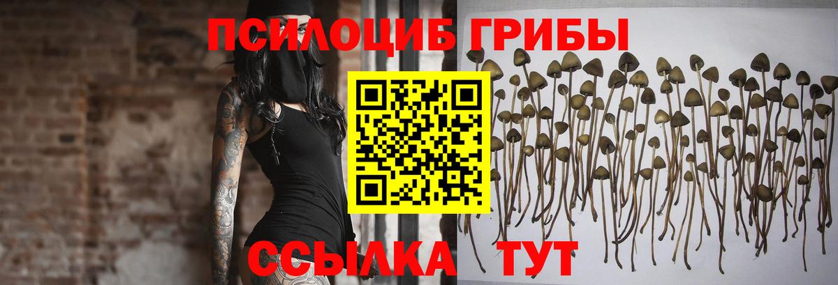 Псилоцибиновые грибы Psilocybine cubensis Сарапул